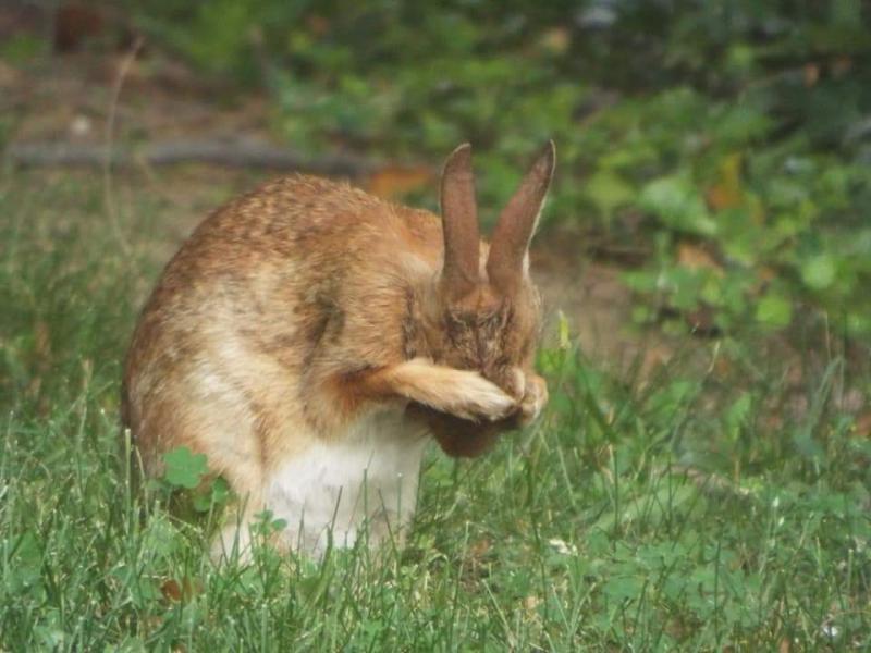 Rabbit Prayer