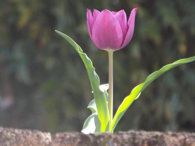 Tulip in Solitude