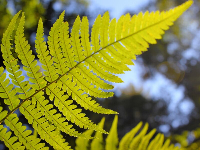 Fern and Sun