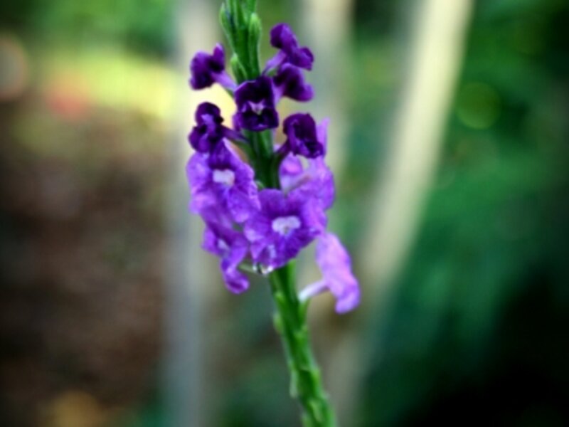 Purple Sunshine