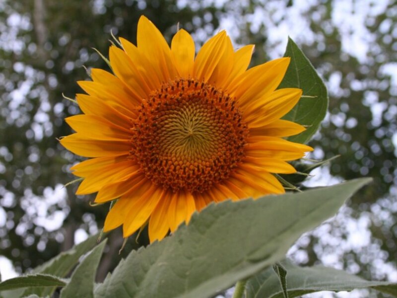Sunflower