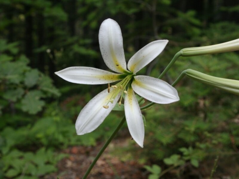 Lilly of Paradise