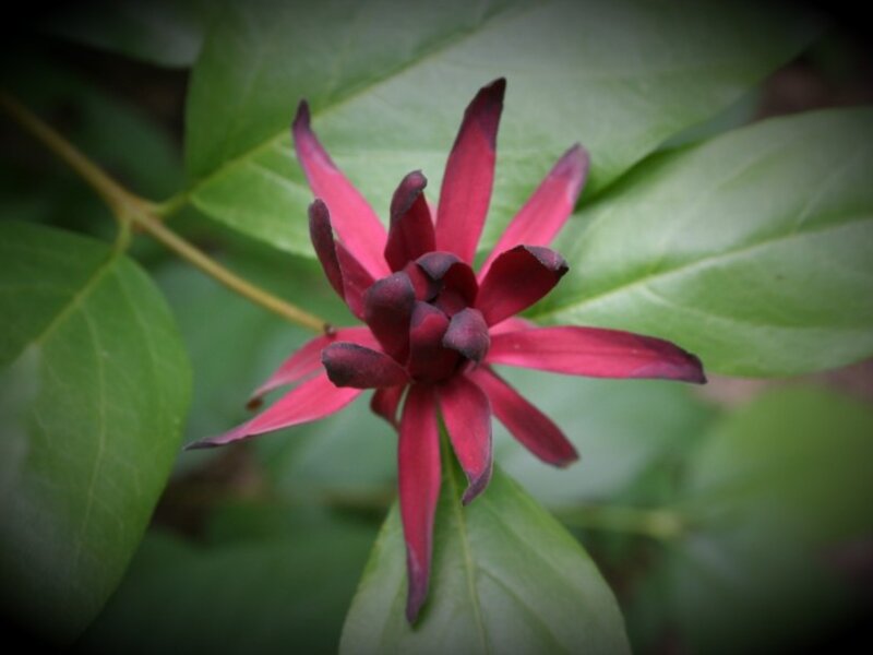 Flowers of Paradise