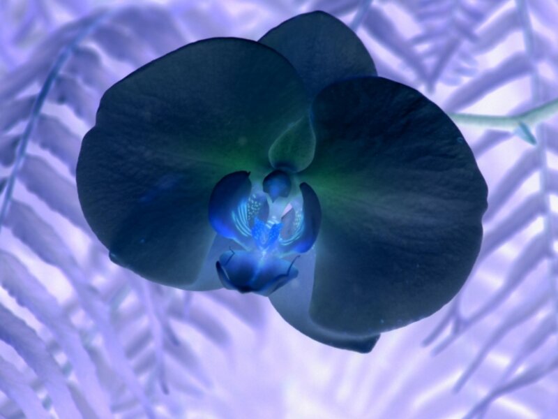 Flower at Twilight