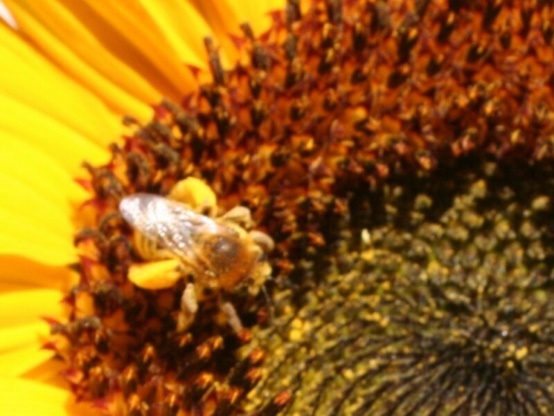 Bee of Pollen