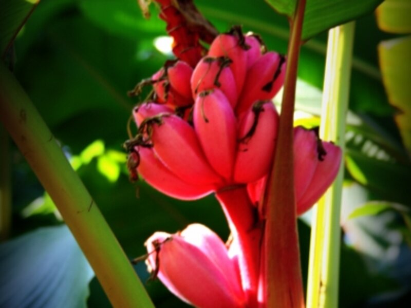 Pink Bananas