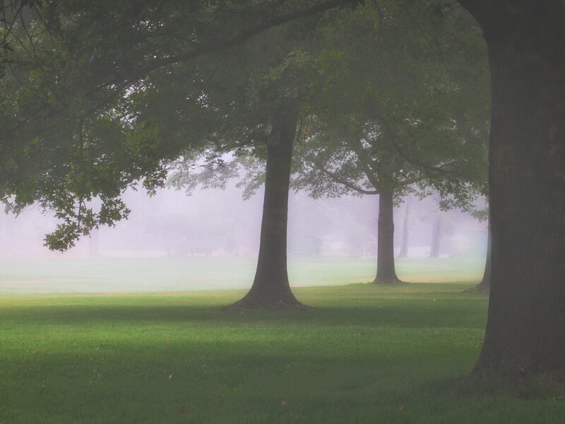 Foggy Oaks