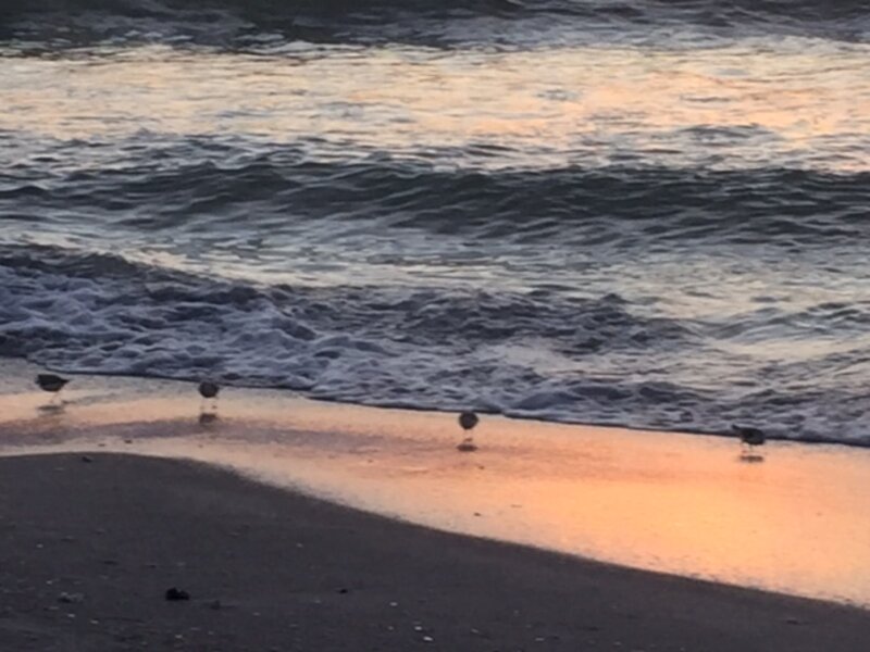 Four Little Birds