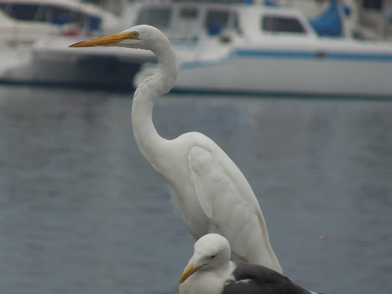 Friends Channel Islands Harbor