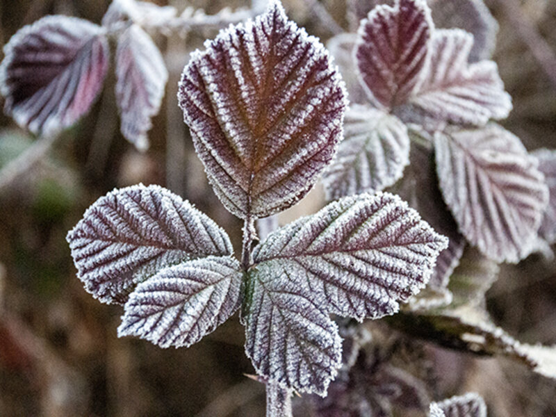 frosted blackberry