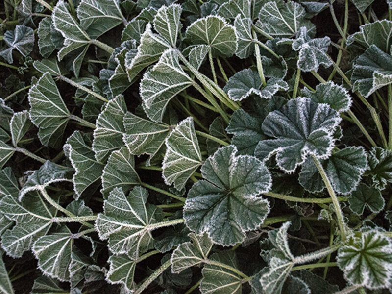 frosted leaves