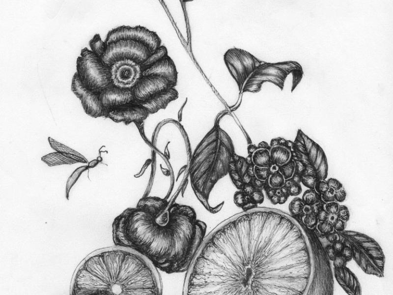 christina thompson, pen and ink, drawings, philadelphia, floral. still life