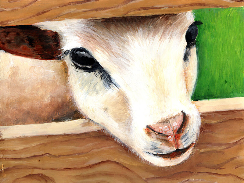 A goat