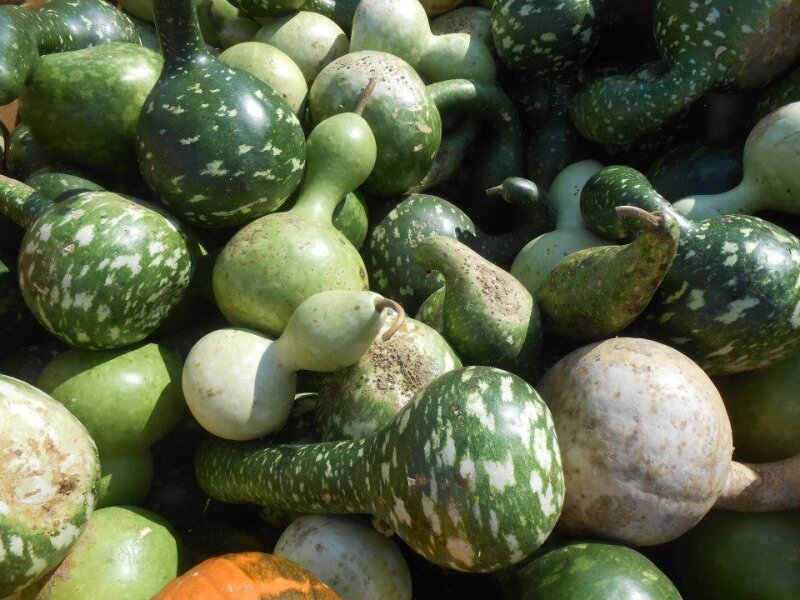 Gourds