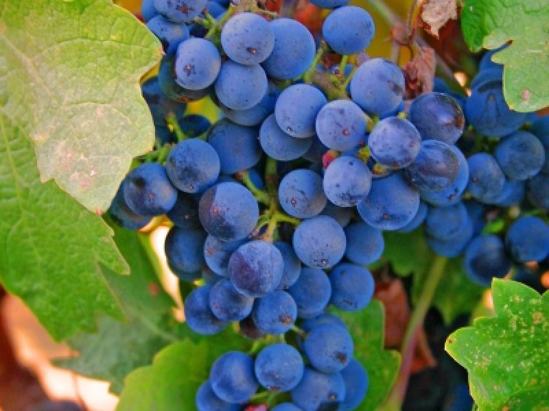 Harvest Grapes