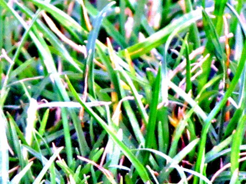 Grass