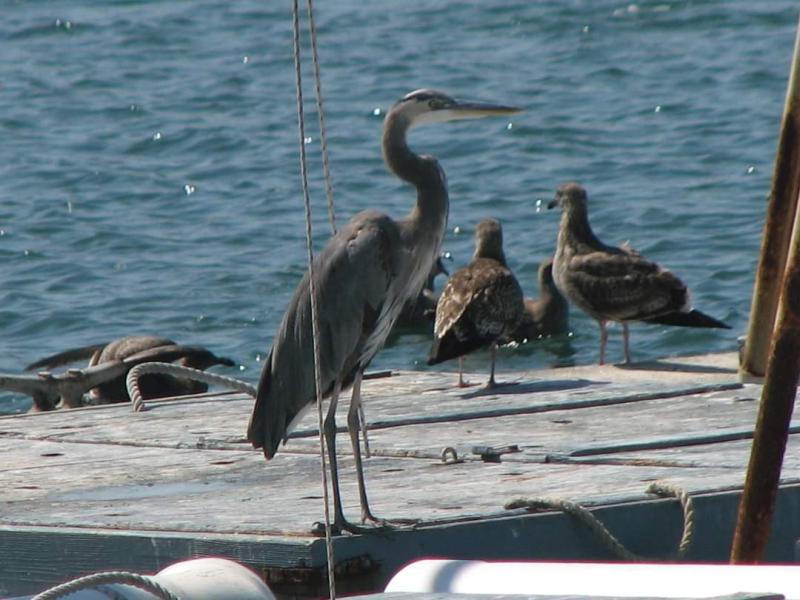 Great Blue Heron and Friends