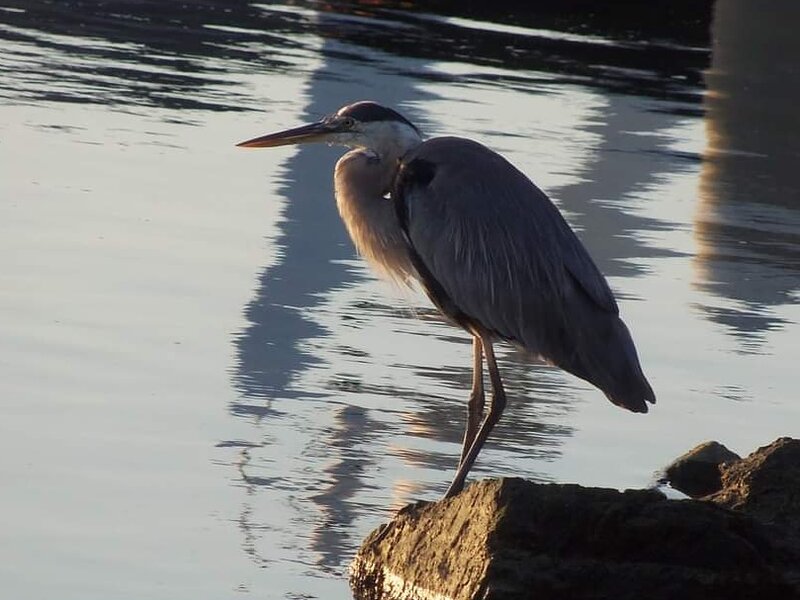 Great Blue Heron1