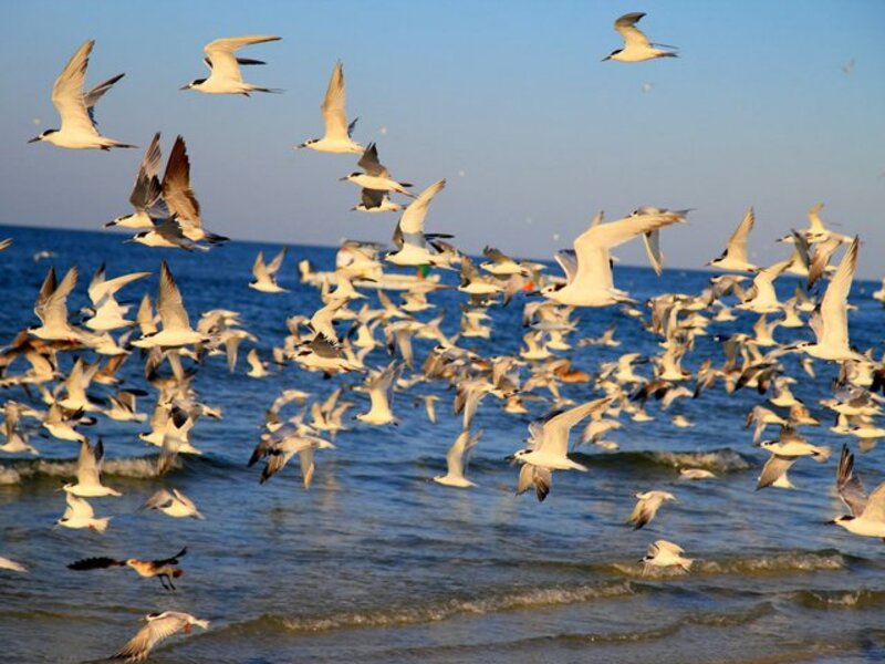 Gulls and Terns....