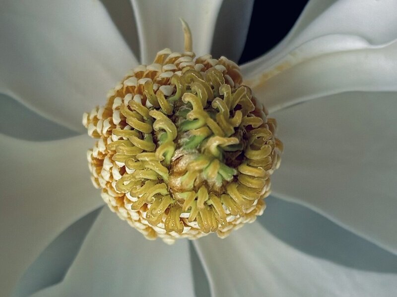 Photograph of magnolia blossom, June 20, 2026.
