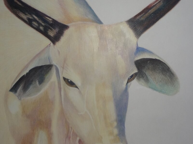 Henry's Steer