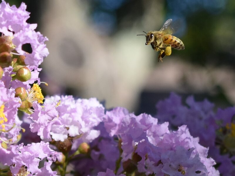 Honey