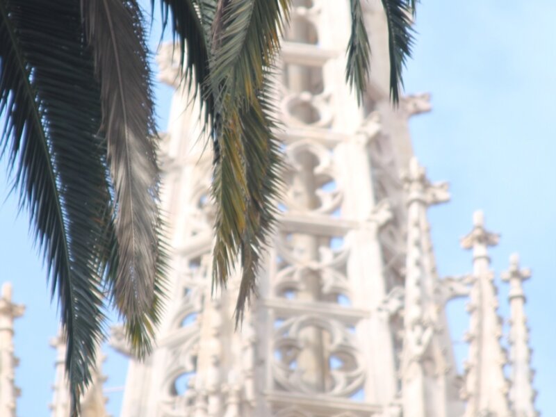 Graceful Palms