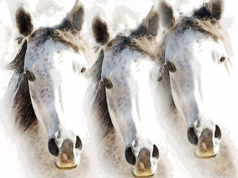 Horse Series Number 4