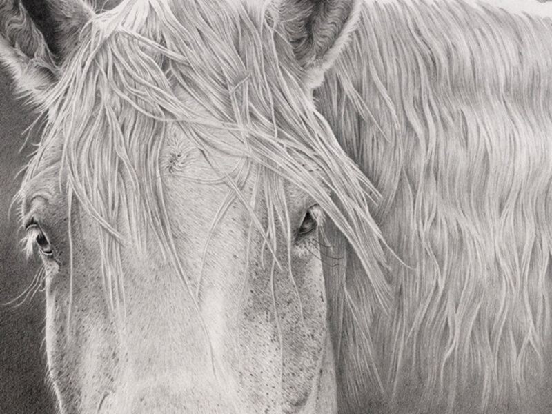 Horse With No Name