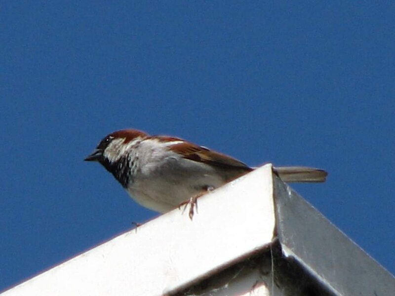 House Sparrow