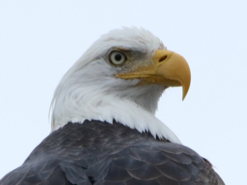 Bald Eagle