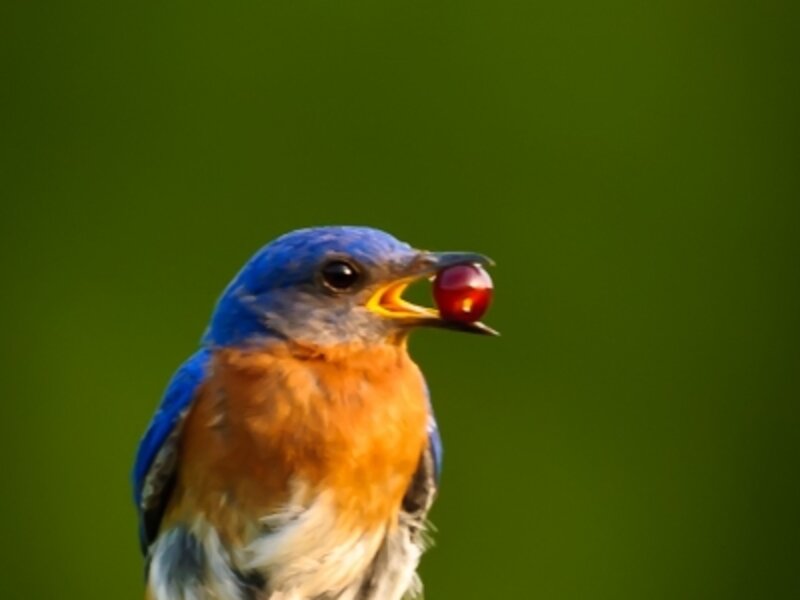 Perfect Red Berry