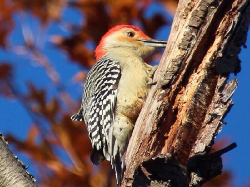 Woodpecker 2