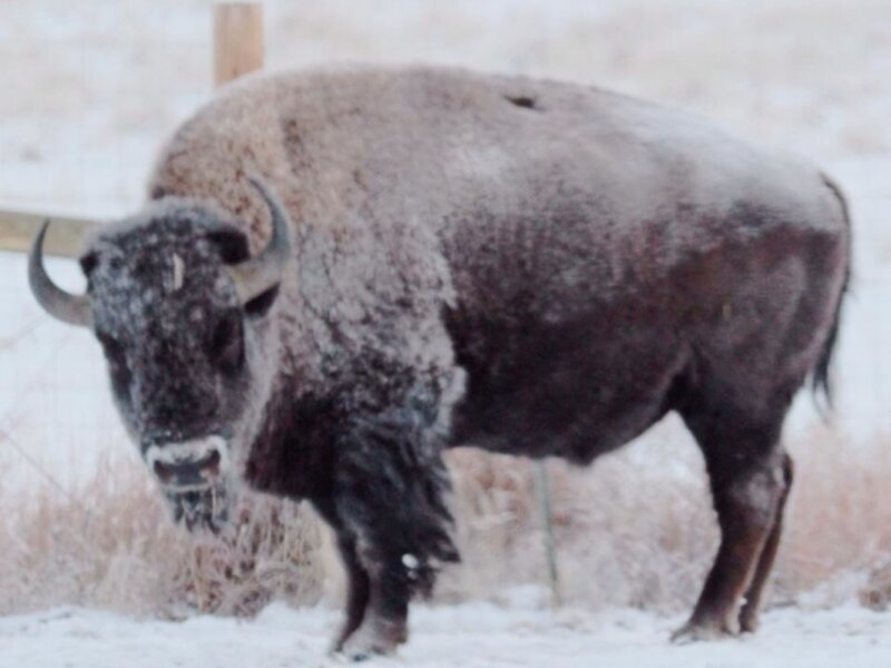 Bison in -15 below temps