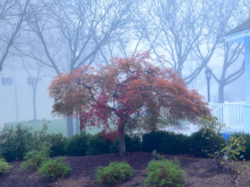 nature,tree
