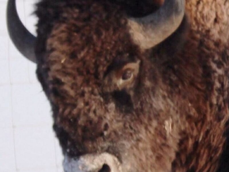 Bison