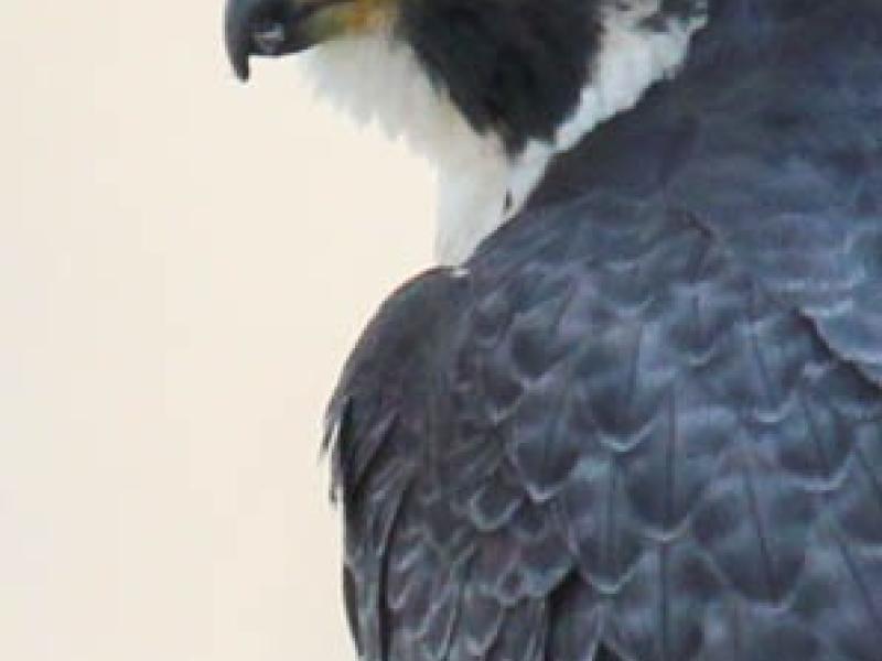 Female peregrine falcon