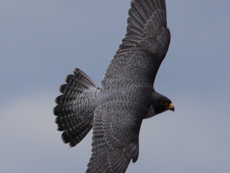 Peregrine Falcon in flight