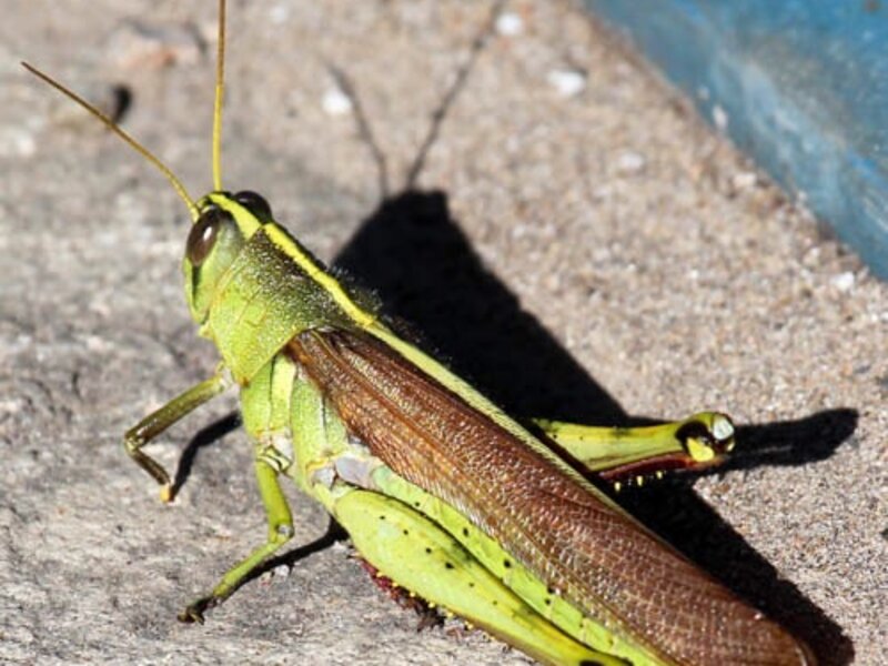 Grasshopper