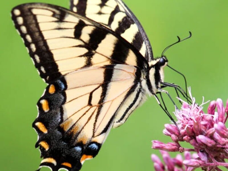Tiger Swallowtail