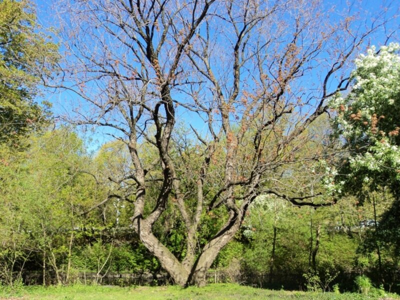 Bronx River Serenity