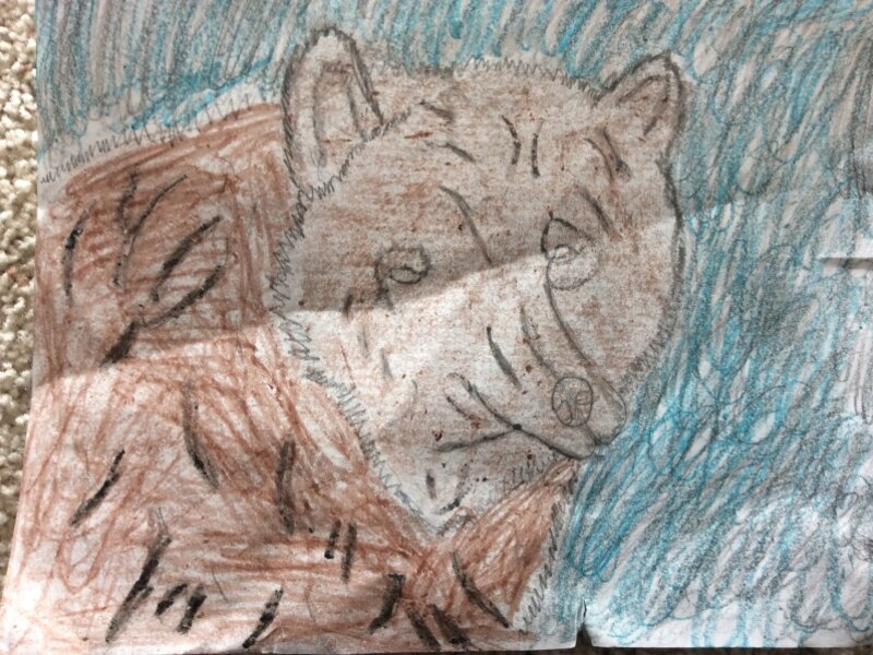Bear