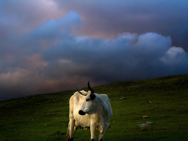 Mature horned cow on Taylor Mountain with backdrop of dramatic sunset clouds