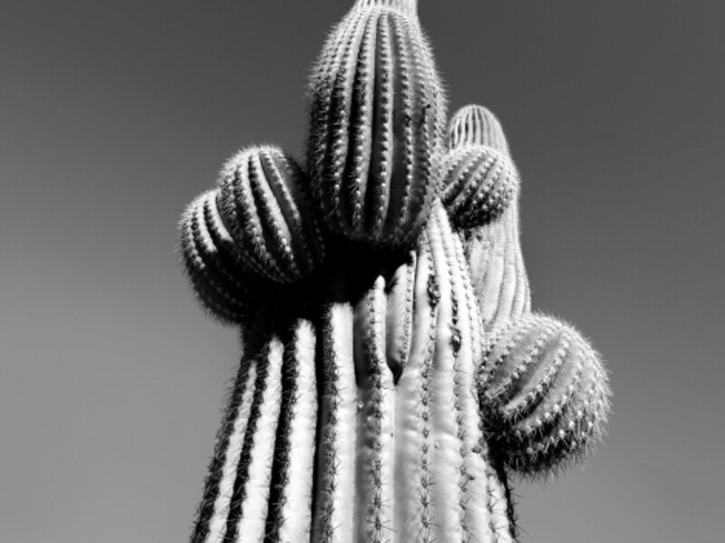 B & W photo of cactus