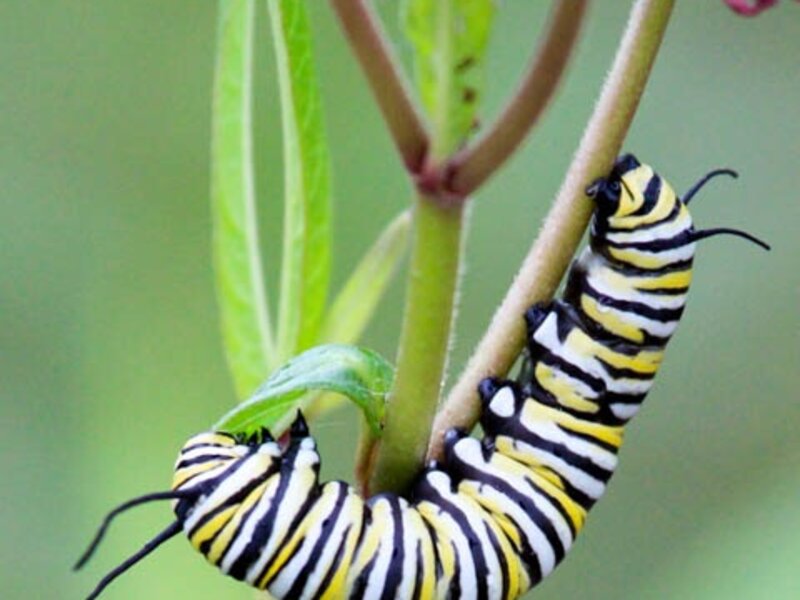 Monarch caterpillar