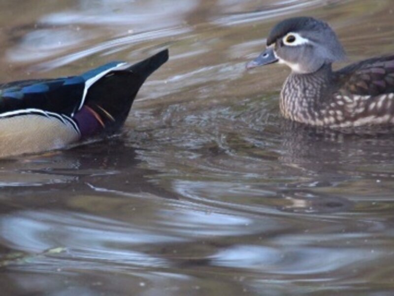The Wood Ducks