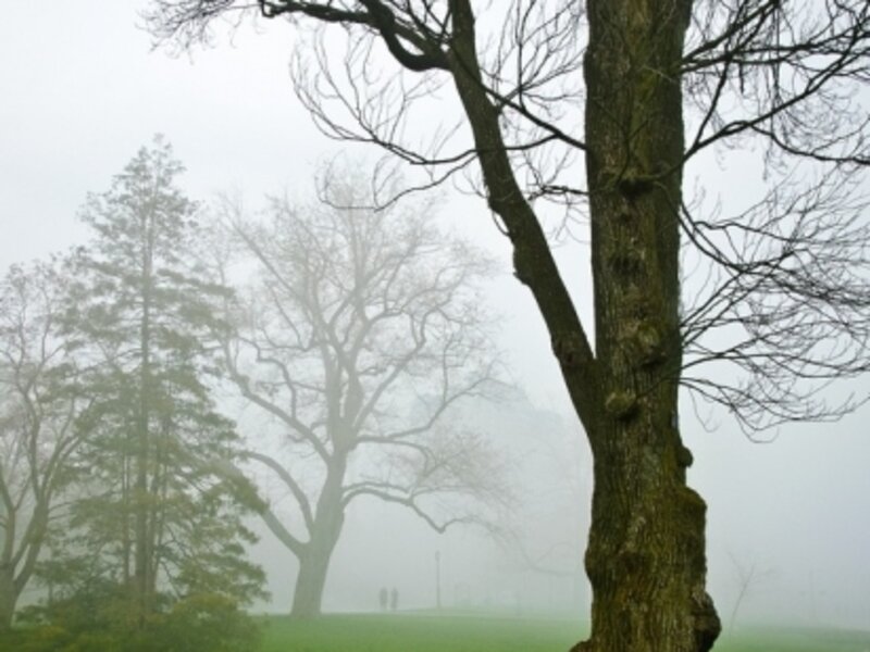 Noon mist