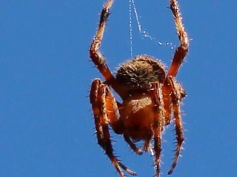 Garden Spider