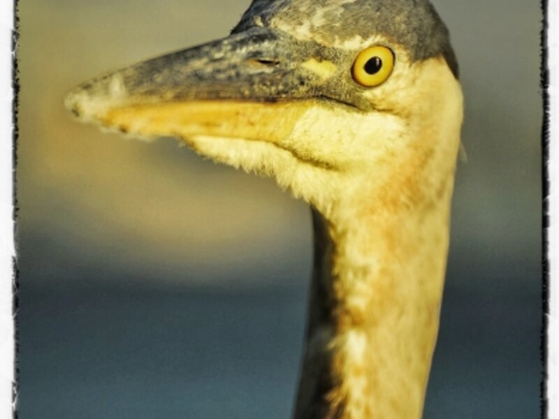 Great Blue Heron Portrait