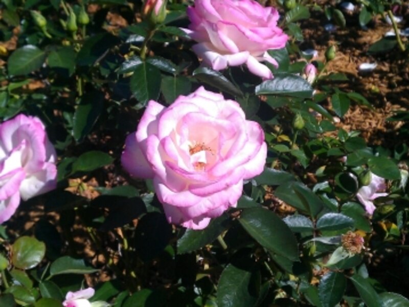 Perfect pink rose